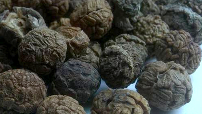 焦槟榔的功效与作用、禁忌和食用方法