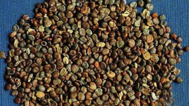 沙苑蒺藜的功效与作用、禁忌和食用方法