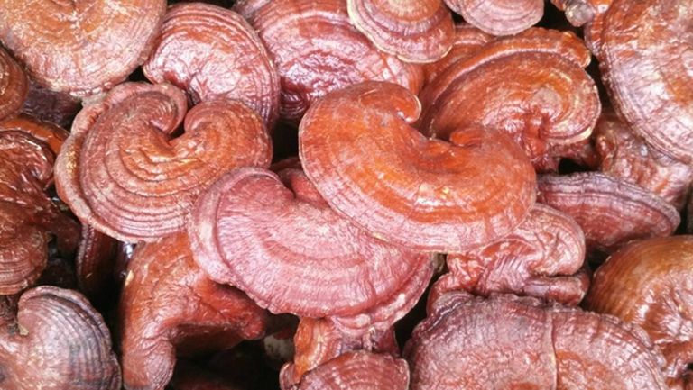 红灵芝的功效与作用、禁忌和食用方法