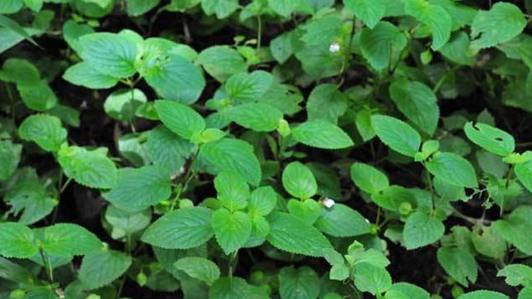 苦玄参的功效与作用、禁忌和食用方法