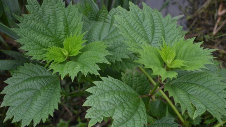 荨麻草的功效与作用、禁忌和食用方法