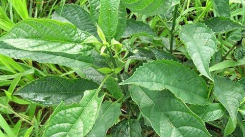 蓼大青叶的功效与作用、禁忌和食用方法