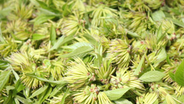 杜仲雄花的功效与作用、禁忌和食用方法