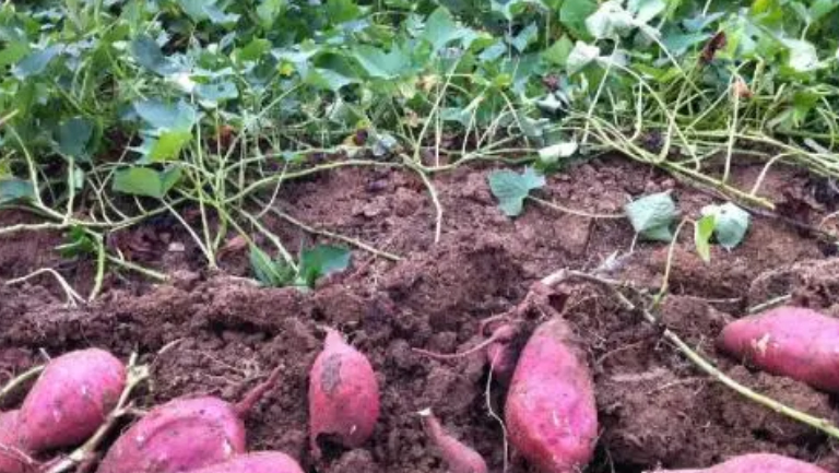 红薯茎的功效与作用、禁忌和食用方法