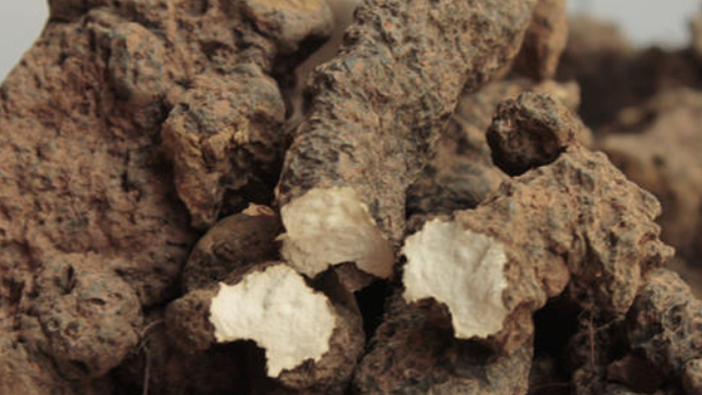 猪茯苓的功效与作用、禁忌和食用方法
