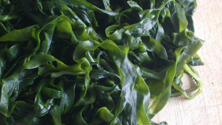 海菜的功效与作用、禁忌和食用方法