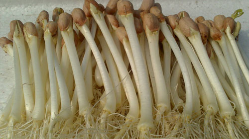 花生芽的功效与作用、禁忌和食用方法