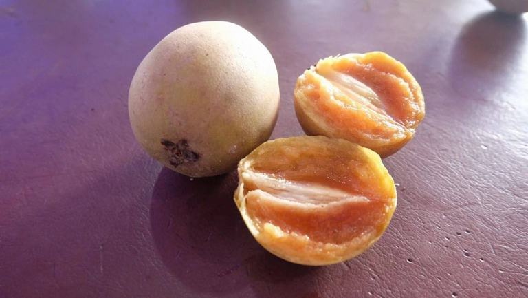 人心果的功效与作用、禁忌和食用方法