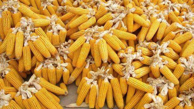 苞米的功效与作用、禁忌和食用方法