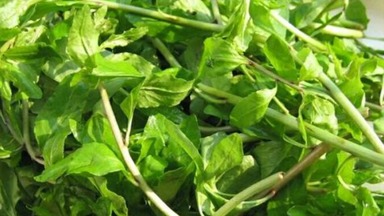 枸杞尖的功效与作用、禁忌和食用方法