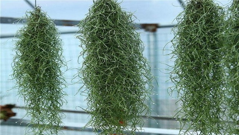 松萝的功效与作用、禁忌和食用方法