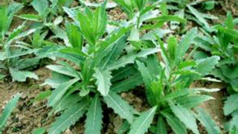 刺儿菜的功效与作用、禁忌和食用方法
