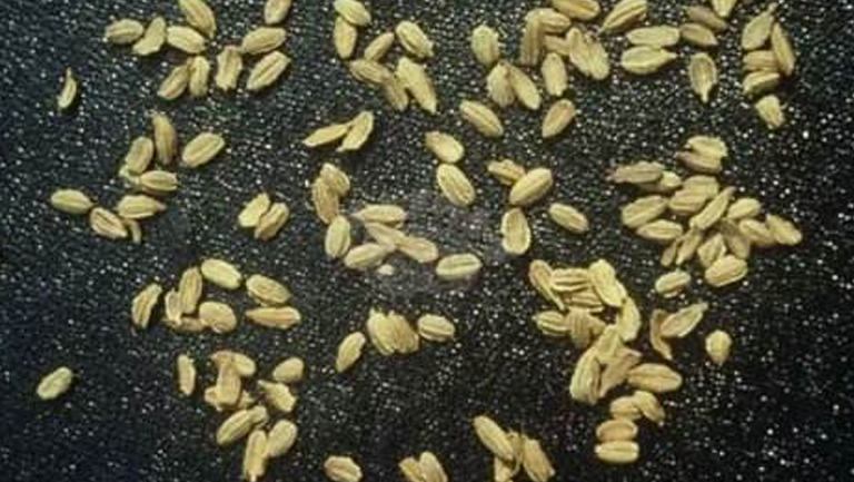 胡萝卜籽的功效与作用、禁忌和食用方法