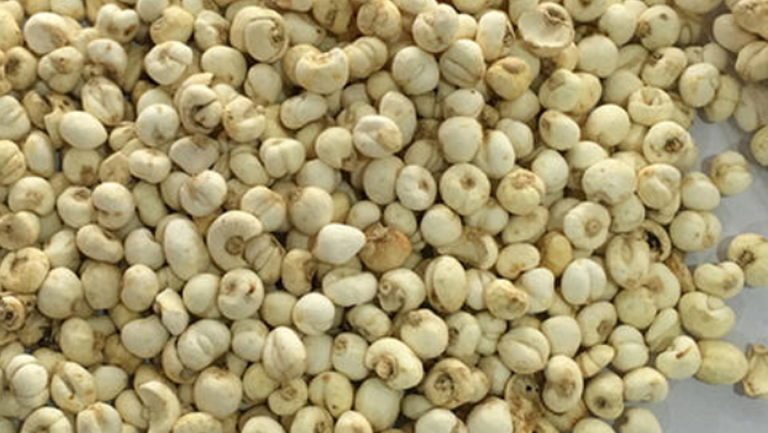 尖贝的功效与作用、禁忌和食用方法