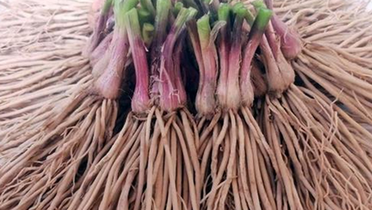 韭菜根的功效与作用、禁忌和食用方法