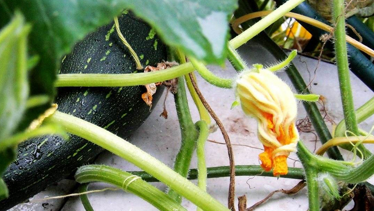 南瓜秧的功效与作用、禁忌和食用方法