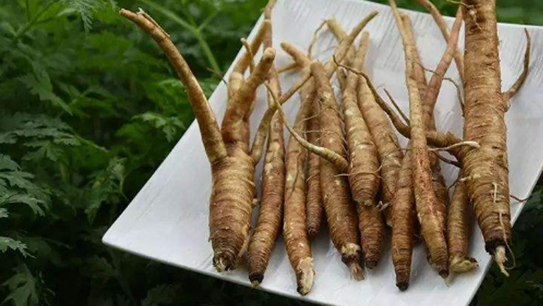 新鲜当归的功效与作用、禁忌和食用方法