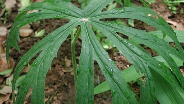 青皮草的功效与作用、禁忌和食用方法