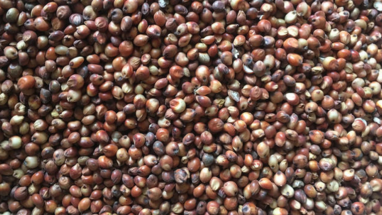 红高粱米的功效与作用、禁忌和食用方法
