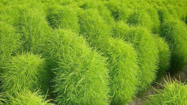 铁扫帚草的功效与作用、禁忌和食用方法