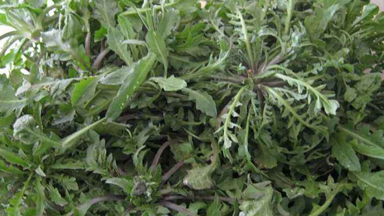 野芥菜的功效与作用、禁忌和食用方法