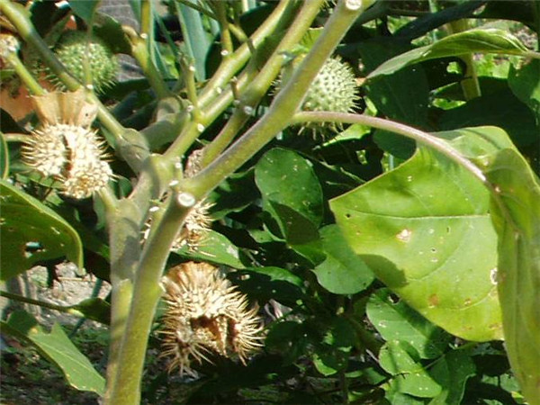 蓖麻子的功效与作用、禁忌和食用方法