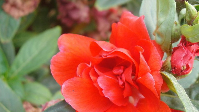 指甲草的功效与作用、禁忌和食用方法