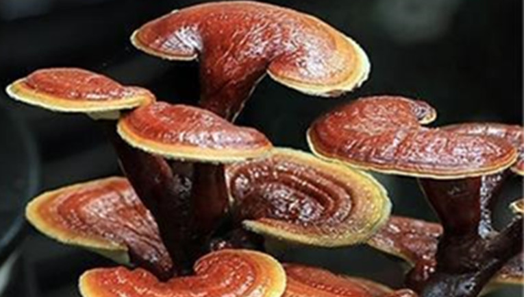 灵芝的功效与作用、禁忌和食用方法