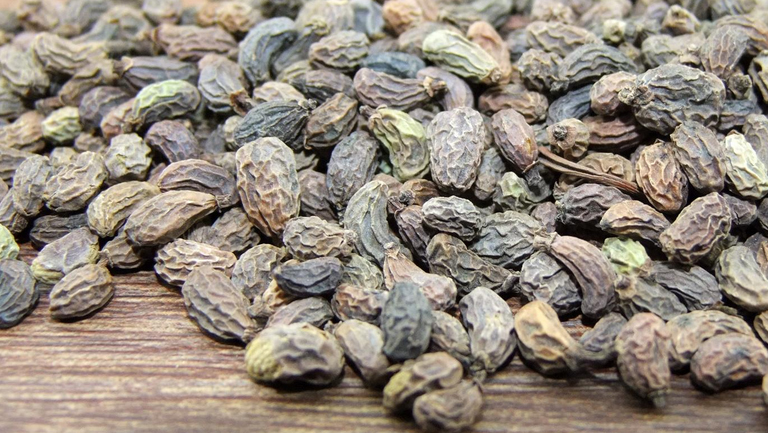女贞子的功效与作用、禁忌和食用方法