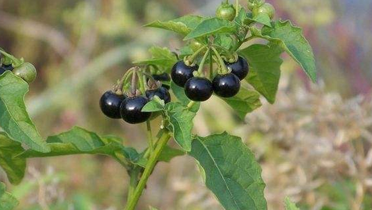 天茄子的功效与作用、禁忌和食用方法