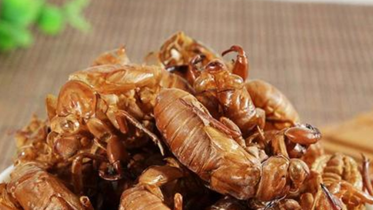 蝉衣的功效与作用、禁忌和食用方法