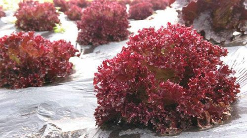 紫叶生菜的功效与作用、禁忌和食用方法