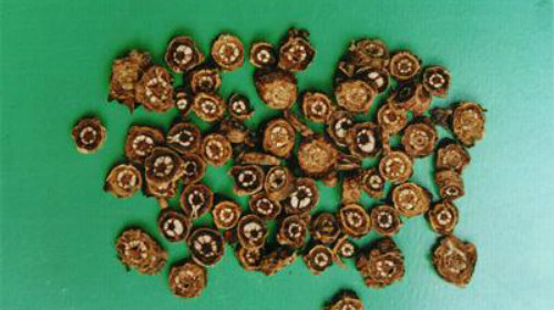 胡黄连的功效与作用、禁忌和食用方法