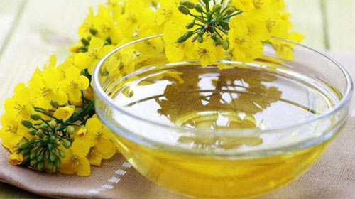 菜籽油的功效与作用、禁忌和食用方法