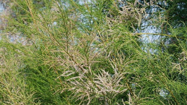 柽柳的功效与作用、禁忌和食用方法