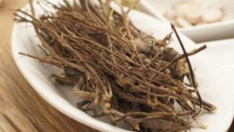 鸡骨草泡水的功效与作用、禁忌和食用方法