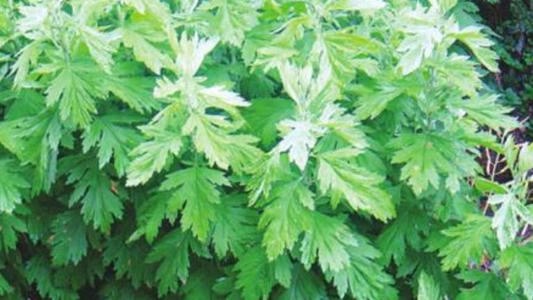 香艾草的功效与作用、禁忌和食用方法