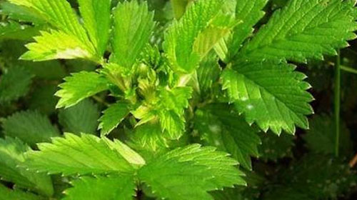 仙鹤草的功效与作用、禁忌和食用方法
