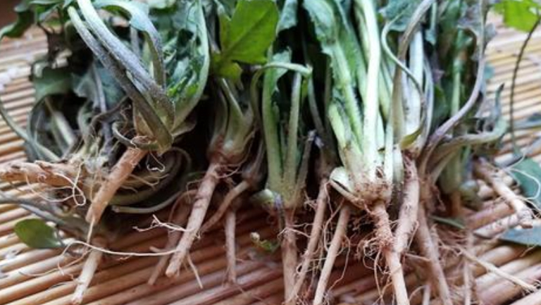 荠菜根的功效与作用、禁忌和食用方法
