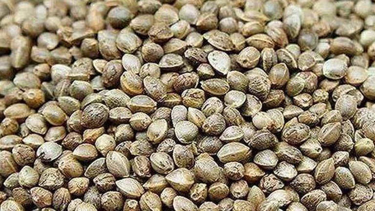 火麻仁的功效与作用、禁忌和食用方法