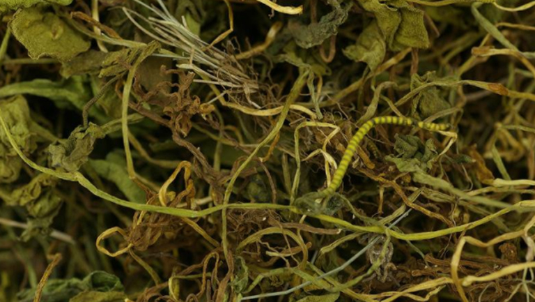 蛇须草的功效与作用、禁忌和食用方法