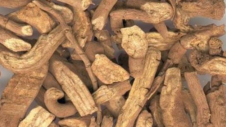 青木香的功效与作用、禁忌和食用方法
