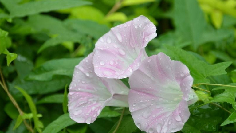 打碗花的功效与作用、禁忌和食用方法