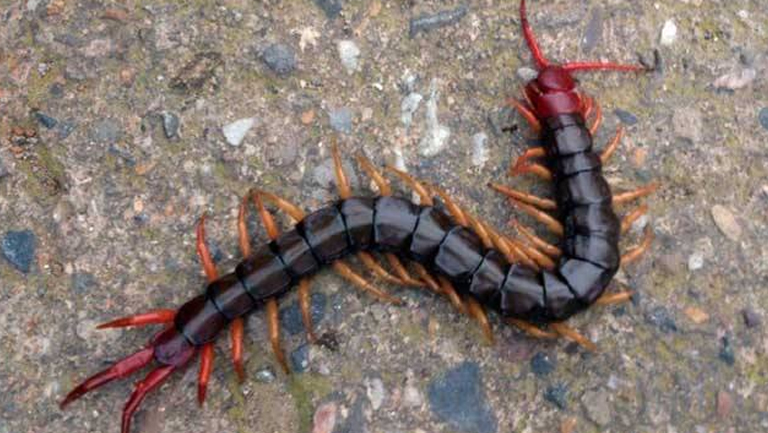 蜈蚣的功效与作用、禁忌和食用方法