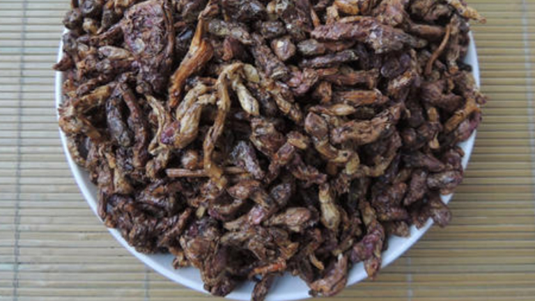 炙款冬花的功效与作用、禁忌和食用方法