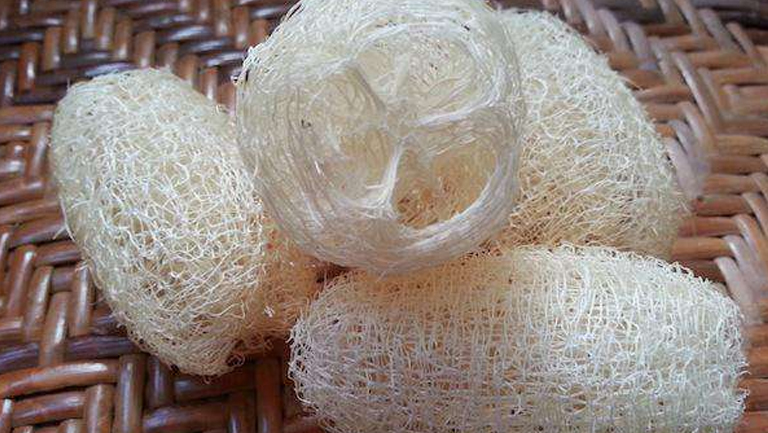 丝瓜筋的功效与作用、禁忌和食用方法