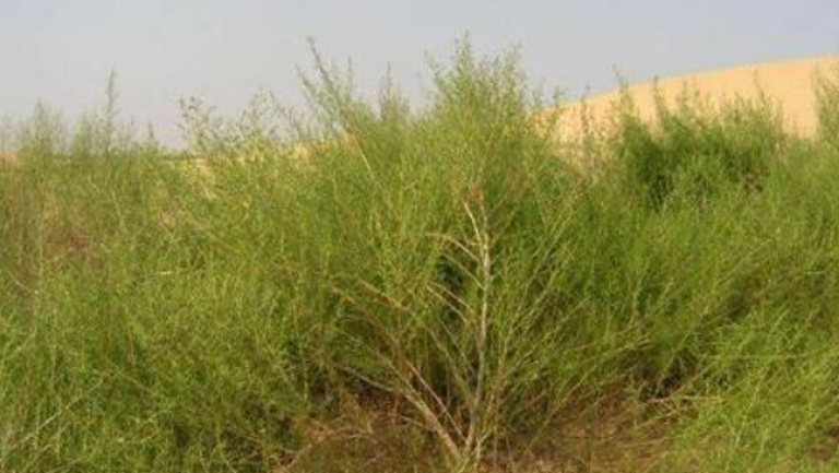 沙蒿的功效与作用、禁忌和食用方法
