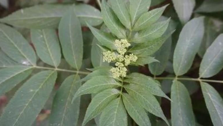 八里麻的功效与作用、禁忌和食用方法