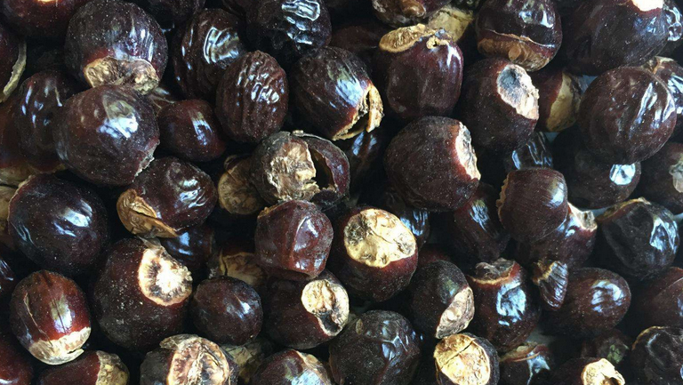 桂圆籽的功效与作用、禁忌和食用方法