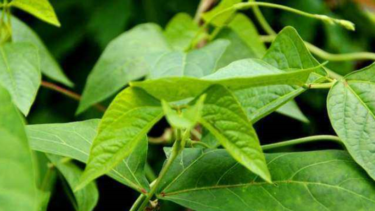 燕尾草的功效与作用、禁忌和食用方法